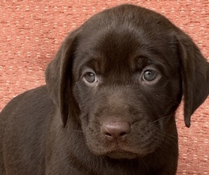 Labrador Retriever Puppy for sale in SPOTSYLVANIA, VA, USA