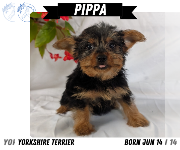 Medium Photo #21 Yorkshire Terrier Puppy For Sale in GOSHEN, IN, USA
