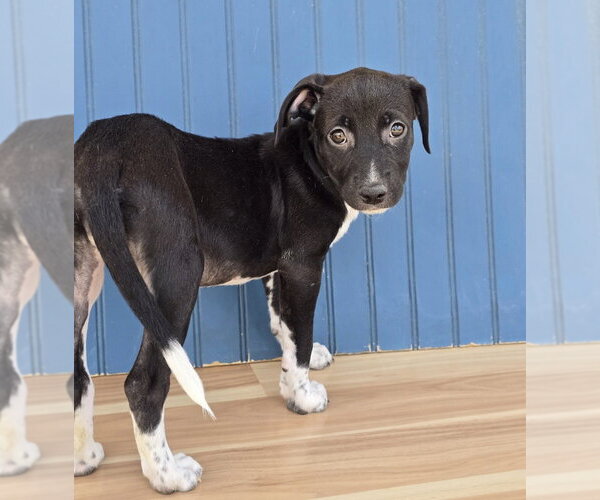 Medium Photo #4 American Pit Bull Terrier-Dachshund Mix Puppy For Sale in Lakewood, CO, USA