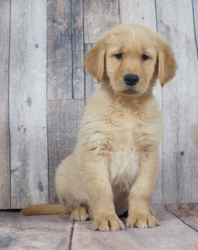 View Ad: Golden Retriever Puppy for Sale, Indiana, WARSAW, USA