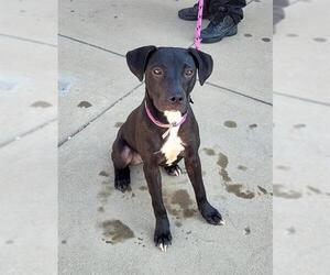American Staffordshire Terrier-Unknown Mix Dogs for adoption in Louisville, KY, USA
