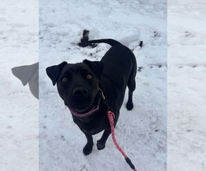 Mutt Dogs for adoption in Williamsburg, IA, USA