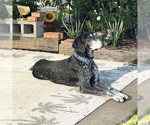 German Shorthaired Pointer Dogs for adoption in Menlo Park, CA, USA