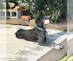 Small German Shorthaired Pointer