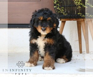 Bernedoodle Puppy for sale in NARVON, PA, USA