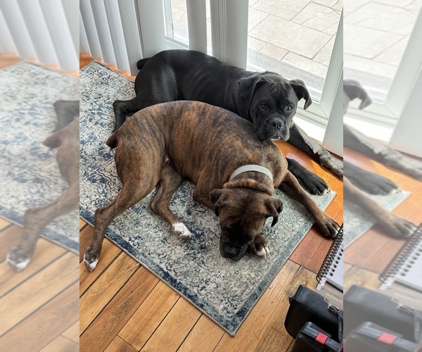 Medium Photo #1 Boxer Puppy For Sale in MILFORD, NH, USA