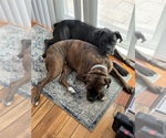 Small Photo #1 Boxer Puppy For Sale in MILFORD, NH, USA