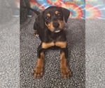 Small #2 Labrador Retriever Mix
