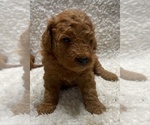 Puppy Puppy 4 Goldendoodle (Miniature)