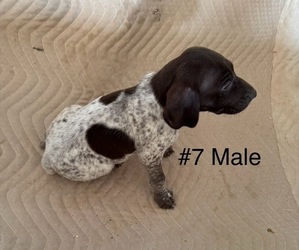 Medium German Shorthaired Pointer