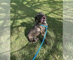 Small Photo #2 Pointer-Unknown Mix Puppy For Sale in Monticello, MS, USA