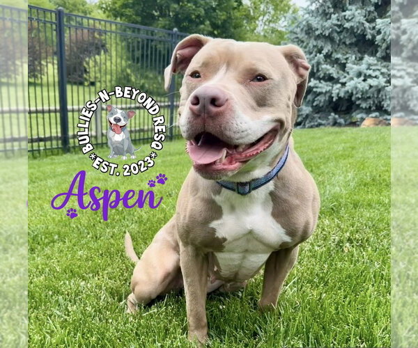 Medium Photo #2 American Staffordshire Terrier Puppy For Sale in Omaha, NE, USA