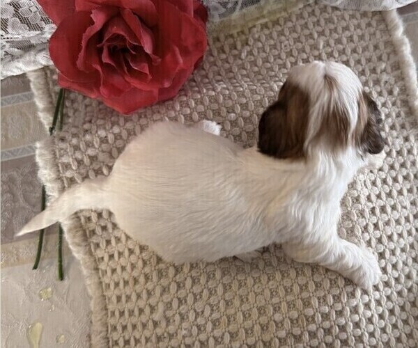 Medium Photo #5 Cavachon-Shih Tzu Mix Puppy For Sale in THORP, WI, USA