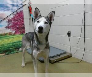 Siberian Husky Dogs for adoption in Moreno Valley, CA, USA