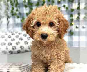 Bichon Frise-Cavapoo Mix Puppy for sale in MARIETTA, GA, USA