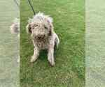 Small Labradoodle