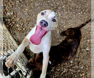 Jr. - Male American Pit Bull Terrier-Unknown Mix Dog for Adoption - Photo #2