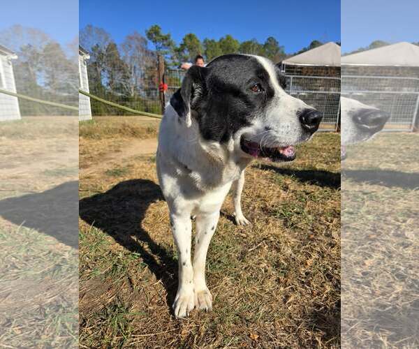 Medium Photo #6 Great Pyrenees-Unknown Mix Puppy For Sale in Woodbury, NY, USA