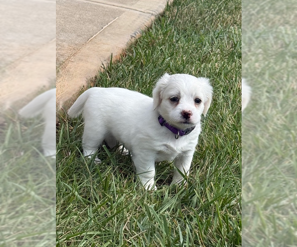 Medium Photo #1 Shih Tzu-Unknown Mix Puppy For Sale in Raleigh, NC, USA