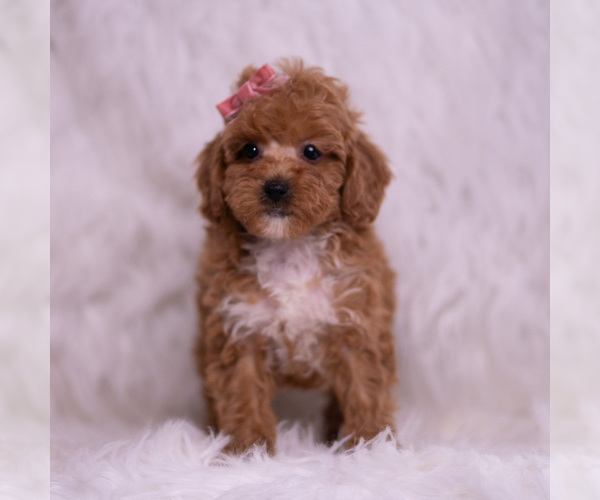 Medium Photo #94 Poodle (Toy) Puppy For Sale in WARSAW, IN, USA