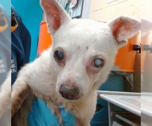 Chihuahua-Unknown Mix Dogs for adoption in Downey, CA, USA