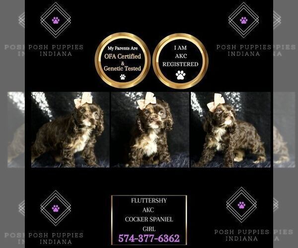 Medium Photo #2 Cocker Spaniel Puppy For Sale in WARSAW, IN, USA