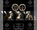 Small Photo #58 Cocker Spaniel Puppy For Sale in WARSAW, IN, USA