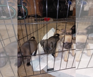 Pug Puppy for Sale in FORT OGLETHORPE, Georgia USA