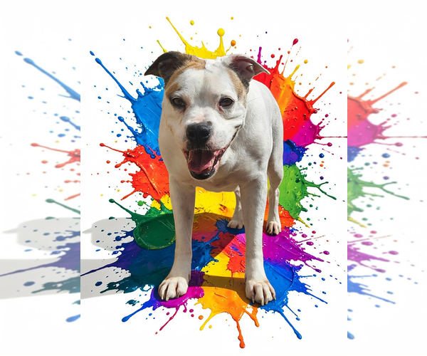 Medium Photo #37 Bullboxer Pit Puppy For Sale in McKinney, TX, USA