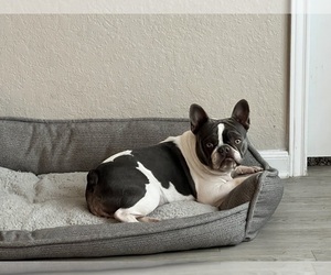 Mother of the French Bulldog puppies born on 03/29/2023