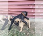 Small #21 Cane Corso