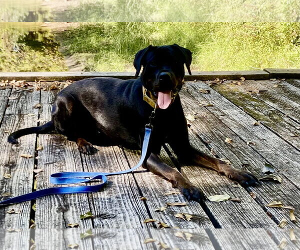 Medium Photo #2 Rottweiler Puppy For Sale in Clarkston, MI, USA