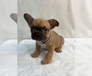 French Bulldog Puppy for sale in CHARLESTON, SC, USA