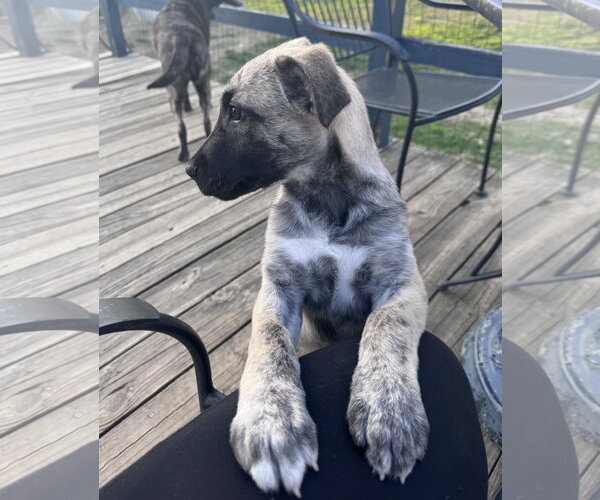 Medium Photo #15 German Shepherd Dog-Unknown Mix Puppy For Sale in Columbus, IN, USA