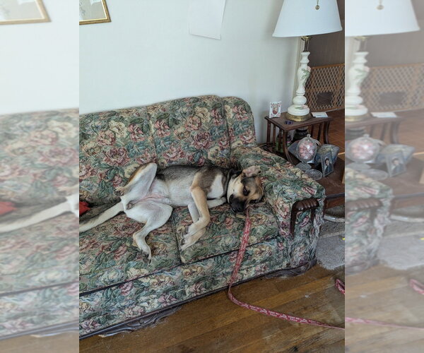 Medium Photo #10 German Shepherd Dog-Unknown Mix Puppy For Sale in Canton, CT, USA
