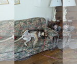 Small #9 German Shepherd Dog Mix