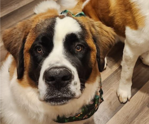 Saint Bernard Puppy for Sale in HANNIBAL, Missouri USA