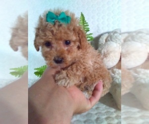 Bichpoo Puppy for Sale in SUGARCREEK, Ohio USA