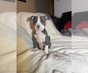 American Bully Puppy for sale in KENT, WA, USA