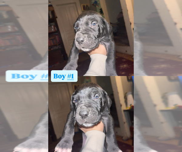 Medium Photo #1 Great Dane Puppy For Sale in GLADYS, VA, USA