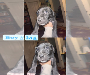Great Dane Puppy for sale in GLADYS, VA, USA