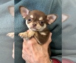 Small Photo #5 Chihuahua Puppy For Sale in NEWVILLE, PA, USA
