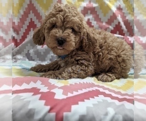 Poodle (Miniature) Puppy for sale in BLOOMFIELD, IN, USA