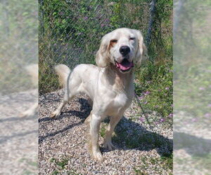 English Setter Dogs for adoption in Lake City, MI, USA