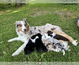 Australian Shepherd Litter for sale in BIG RAPIDS, MI, USA