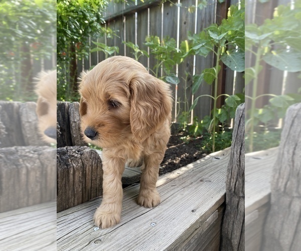 Medium Photo #4 Goldendoodle Puppy For Sale in FRESNO, CA, USA