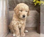 Small Photo #4 Goldendoodle-Poodle (Miniature) Mix Puppy For Sale in MOHNTON, PA, USA