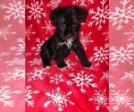 Small Photo #16 YorkiePoo Puppy For Sale in LAPEER, MI, USA