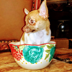 Chihuahua Puppy for sale in MOUNT DORA, FL, USA