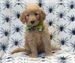 Small Photo #5 Goldendoodle (Miniature) Puppy For Sale in LAKELAND, FL, USA